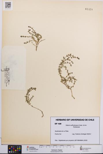Galium suffruticosum [Espécimen: UCH:EIF:0001428]