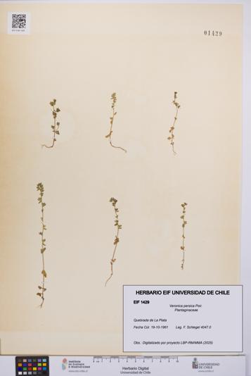 Veronica persica [Espécimen: UCH:EIF:0001429]