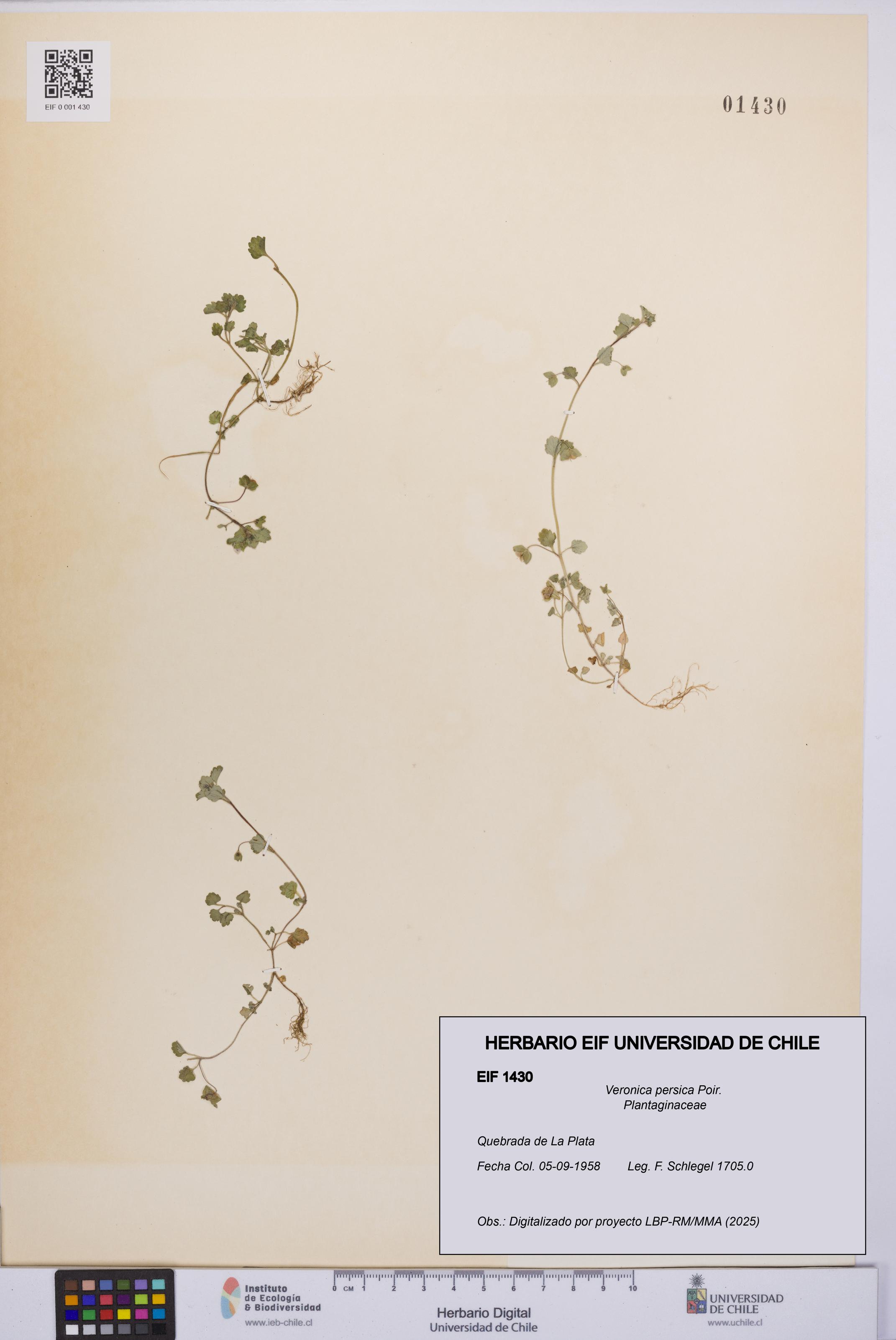 Veronica persica [Espécimen: UCH:EIF:0001430]