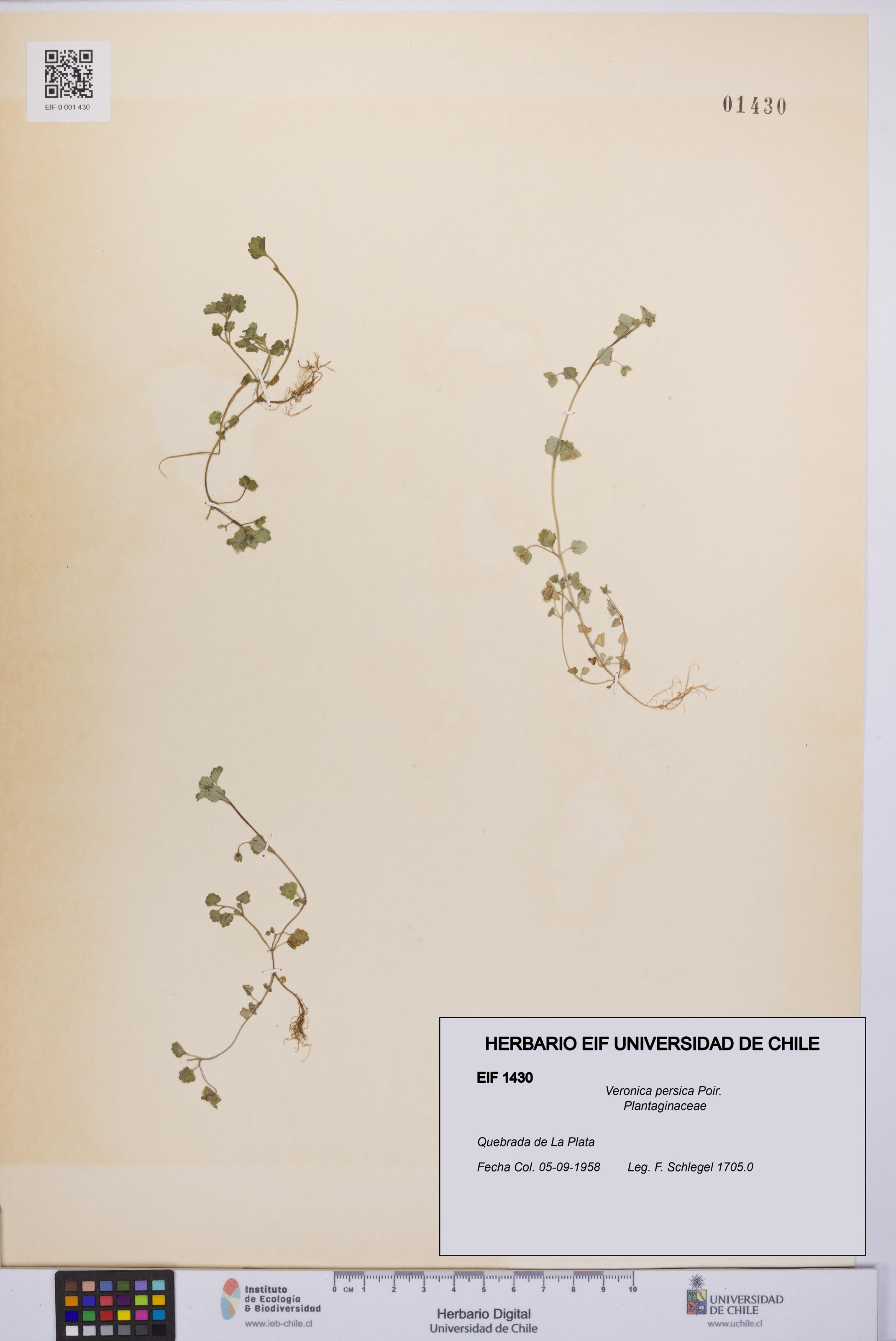 Veronica persica [Espécimen: UCH:EIF:0001430]