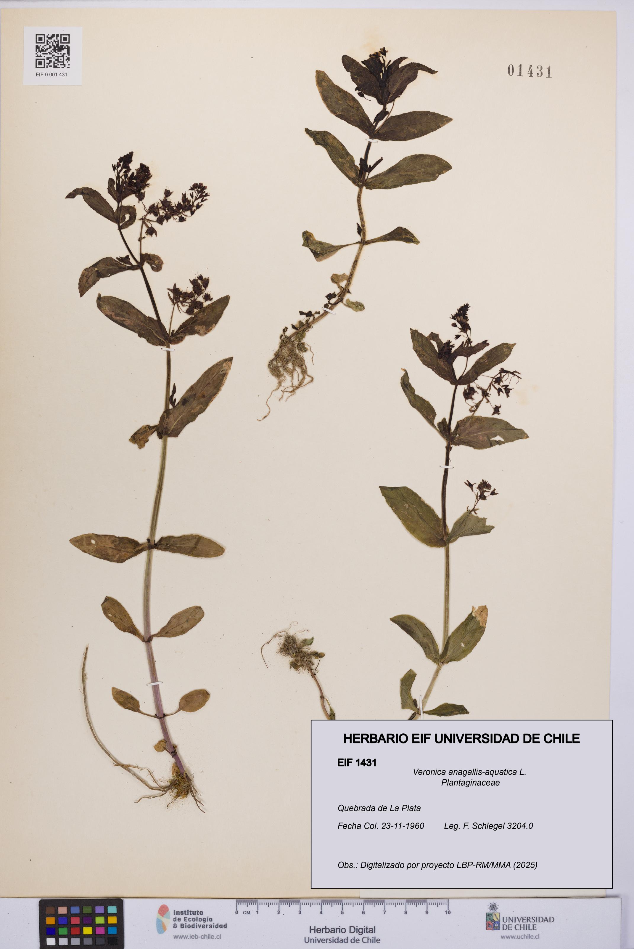Veronica anagallis-aquatica [Espécimen: UCH:EIF:0001431]