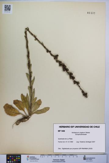Verbascum virgatum [Espécimen: UCH:EIF:0001432]