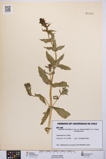 Stemodia durantifolia var. chilensis [Espécimen: UCH:EIF:0001433]
