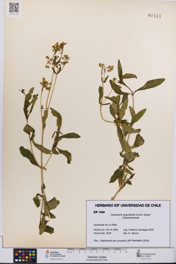 Calceolaria angustifolia [Espécimen: UCH:EIF:0001434]