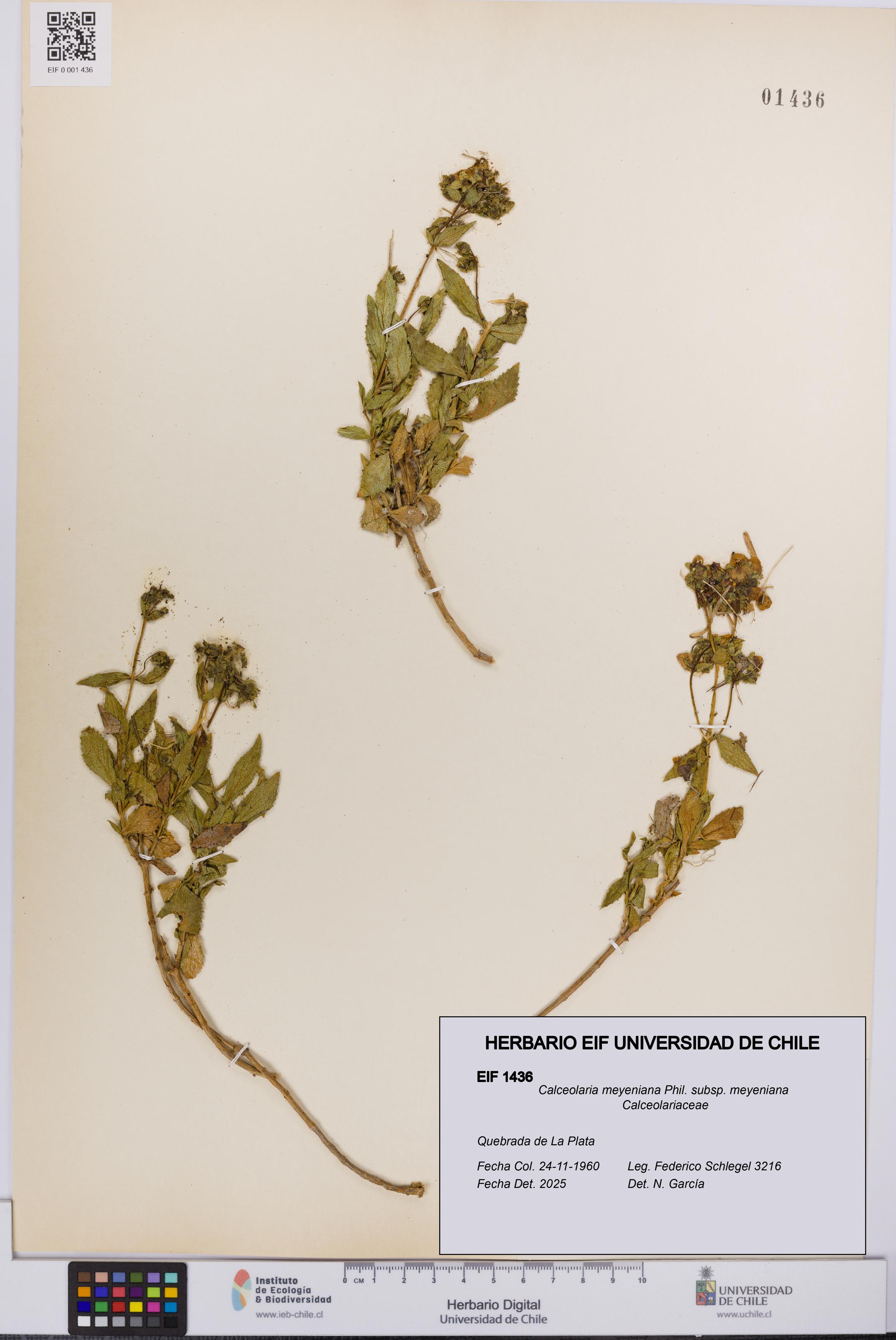 Calceolaria meyeniana subsp. meyeniana [Espécimen: UCH:EIF:0001436]