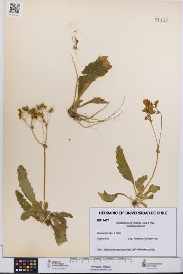Calceolaria corymbosa [Espécimen: UCH:EIF:0001437]