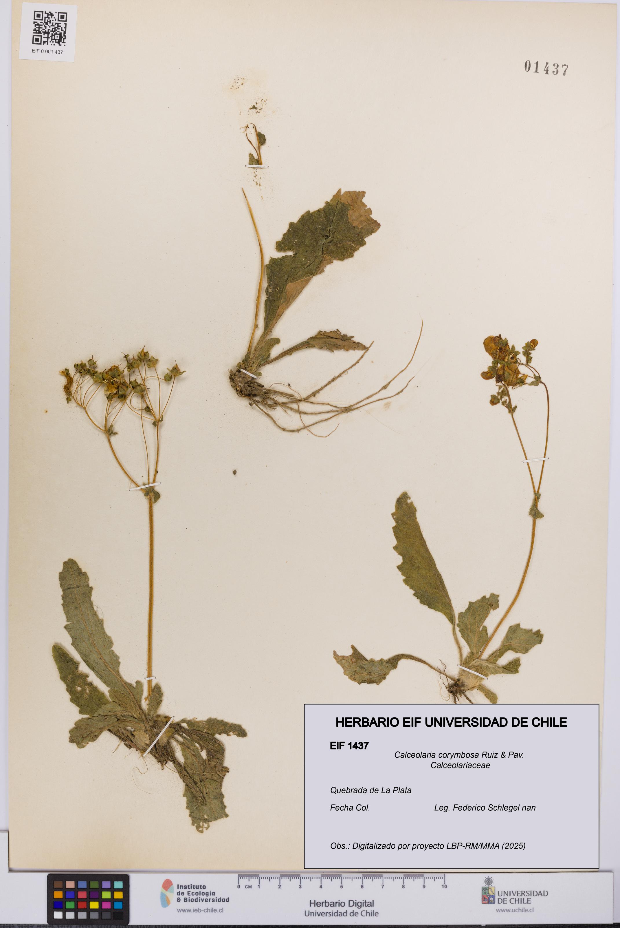 Calceolaria corymbosa [Espécimen: UCH:EIF:0001437]