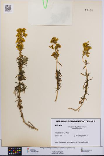 Calceolaria thyrsiflora [Espécimen: UCH:EIF:0001438]