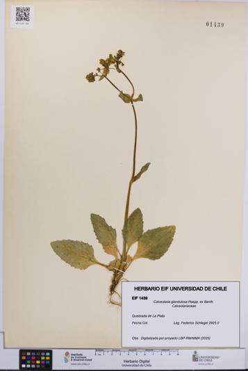 Calceolaria glandulosa [Espécimen: UCH:EIF:0001439]
