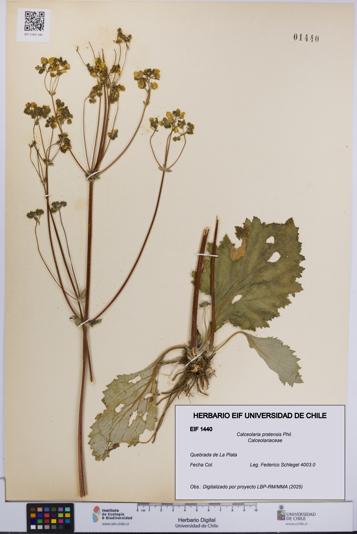 Calceolaria pratensis [Espécimen: UCH:EIF:0001440]