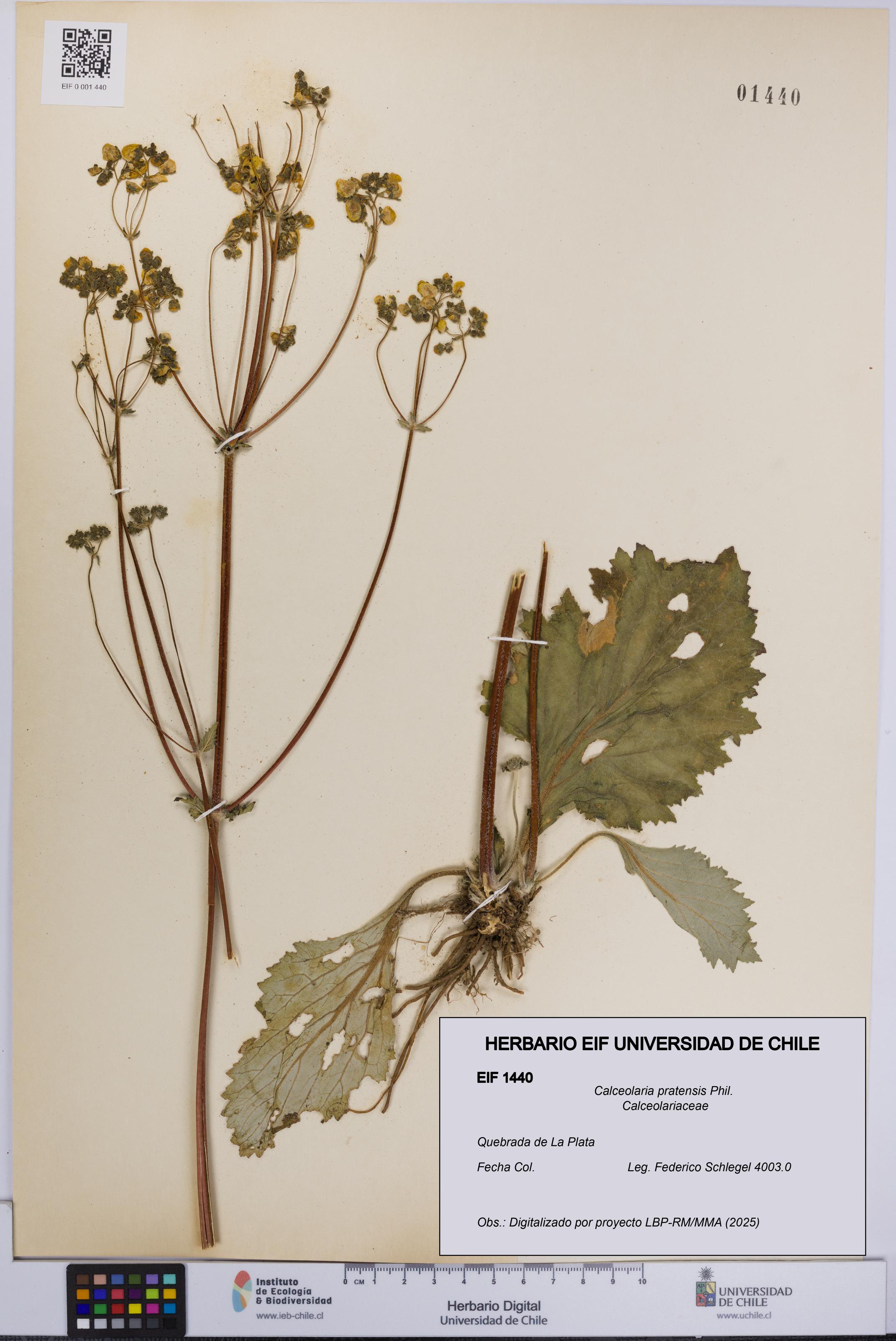 Calceolaria pratensis [Espécimen: UCH:EIF:0001440]