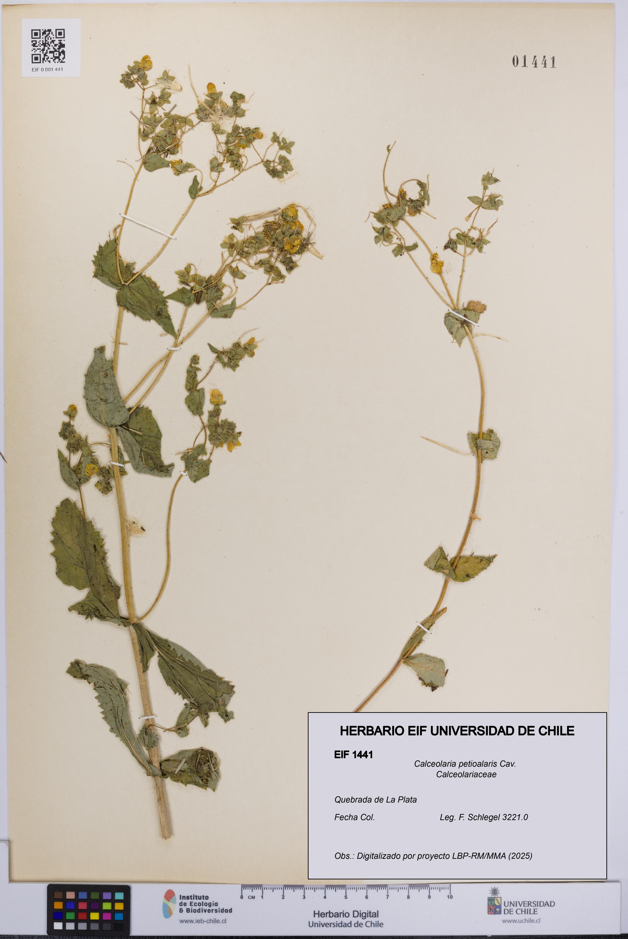 Calceolaria petioalaris [Espécimen: UCH:EIF:0001441]