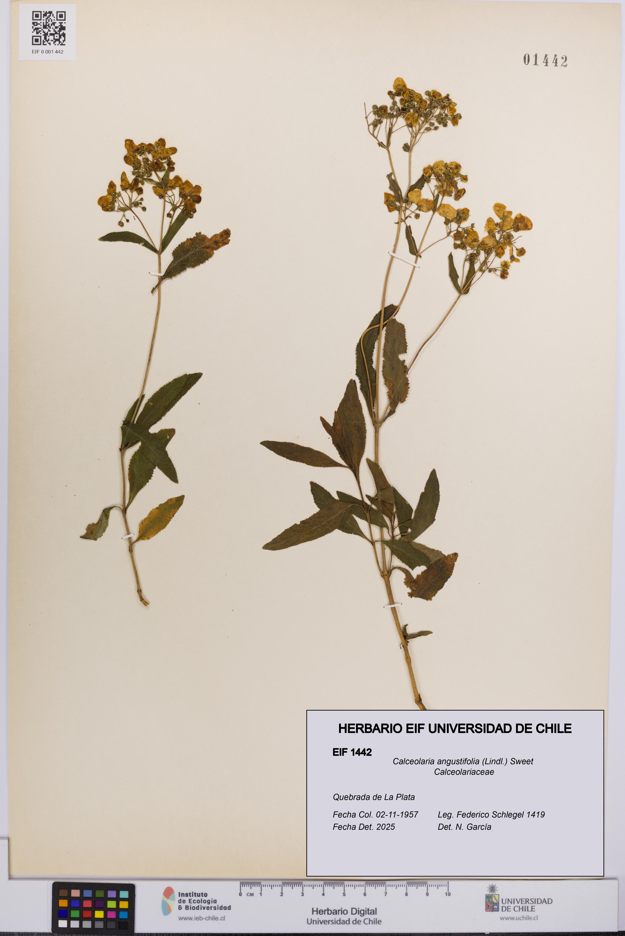 Calceolaria angustifolia [Espécimen: UCH:EIF:0001442]