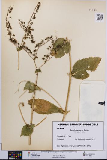 Calceolaria purpurea [Espécimen: UCH:EIF:0001443]