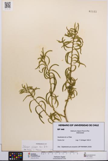 Solanum crispum [Espécimen: UCH:EIF:0001445]