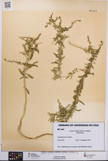 Lycium chilense [Espécimen: UCH:EIF:0001447]