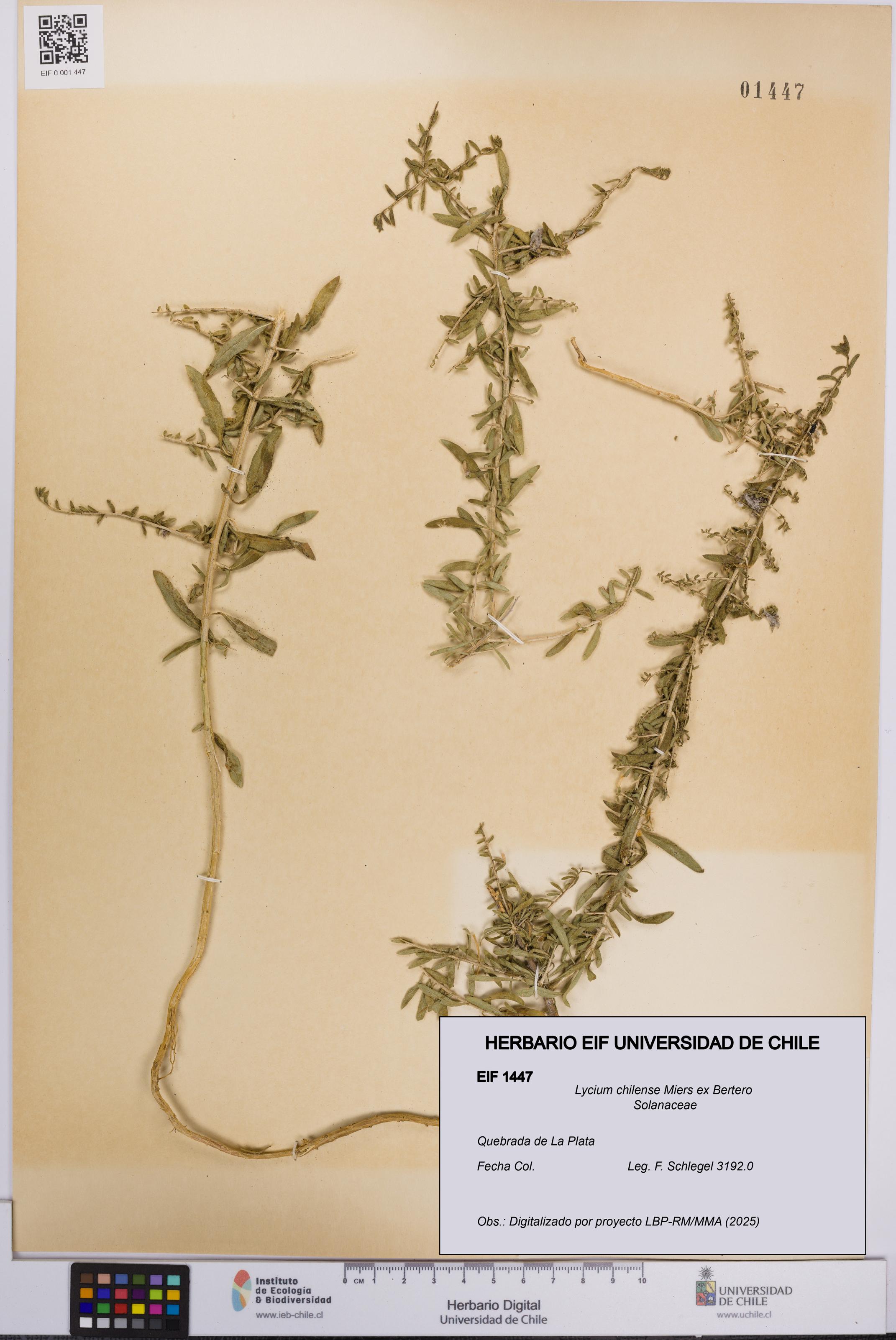 Lycium chilense [Espécimen: UCH:EIF:0001447]