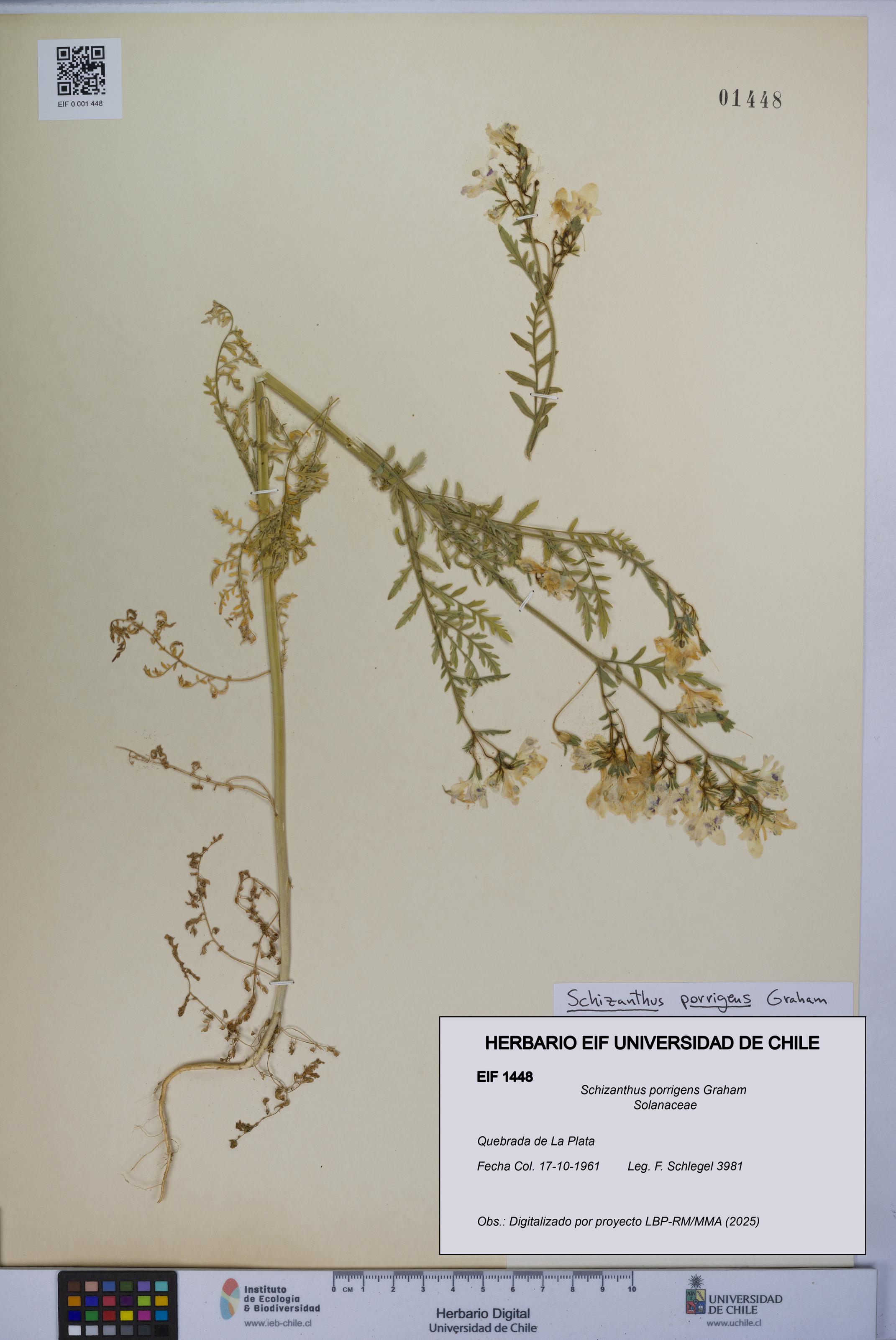 Schizanthus porrigens [Espécimen: UCH:EIF:0001448]