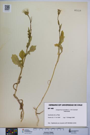 Urospermum picroides [Espécimen: ]