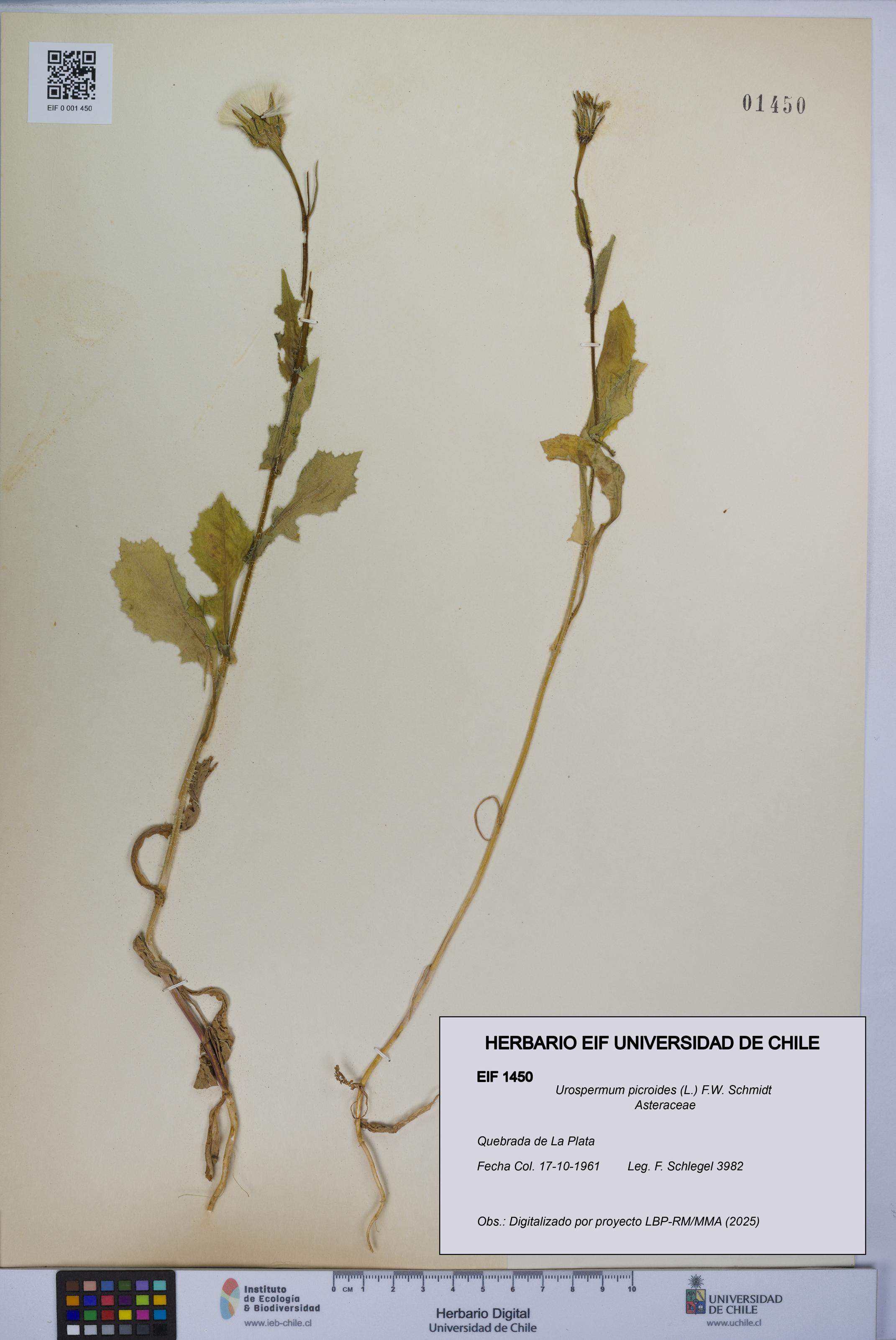 Urospermum picroides [Espécimen: ]