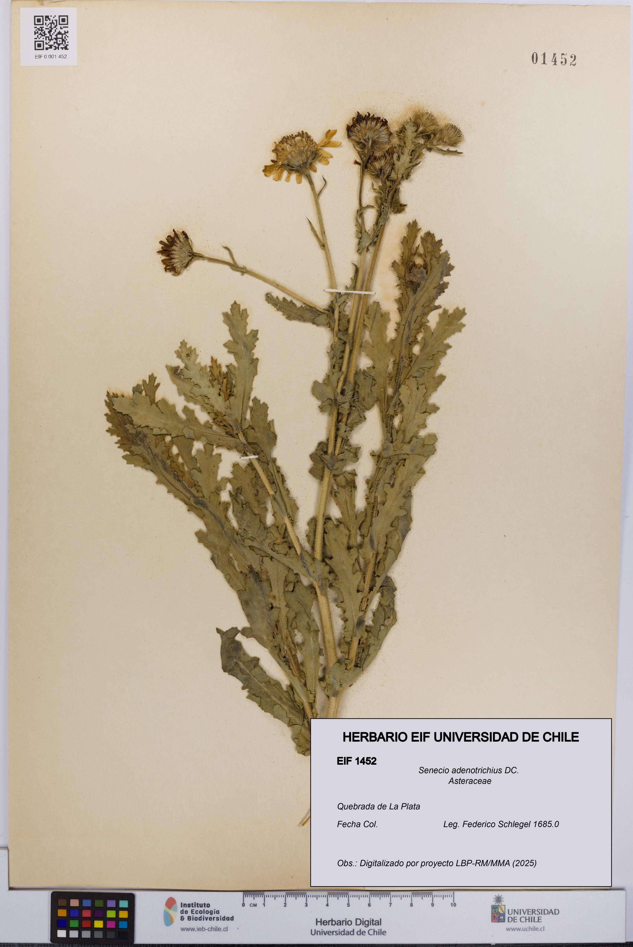 Senecio adenotrichius [Espécimen: UCH:EIF:0001452]