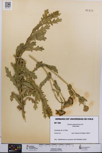 Senecio adenotrichius [Espécimen: UCH:EIF:0001453]