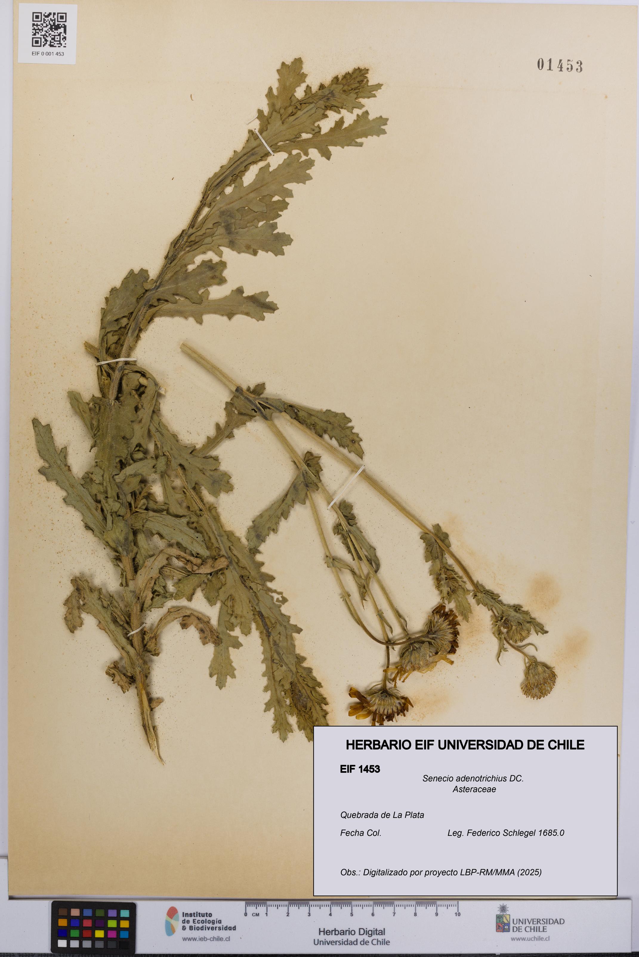 Senecio adenotrichius [Espécimen: UCH:EIF:0001453]