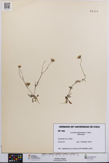 Leucheria oligocephala [Espécimen: UCH:EIF:0001454]