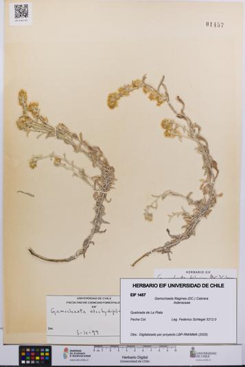 Gamochaeta filaginea [Espécimen: UCH:EIF:0001457]