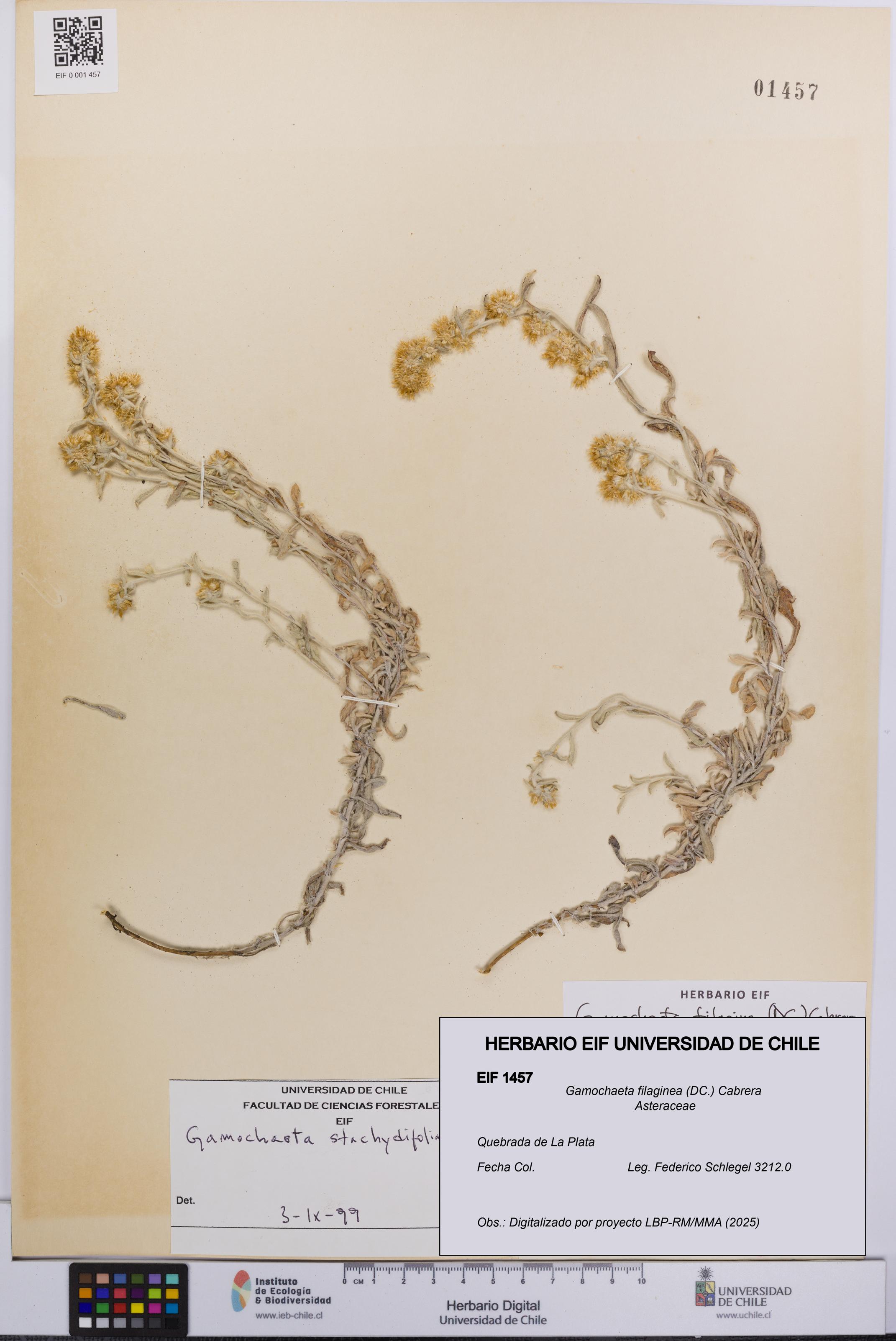 Gamochaeta filaginea [Espécimen: UCH:EIF:0001457]