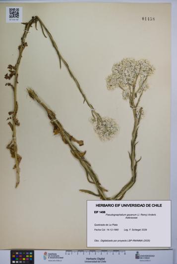 Pseudognaphalium gayanum [Espécimen: UCH:EIF:0001458]