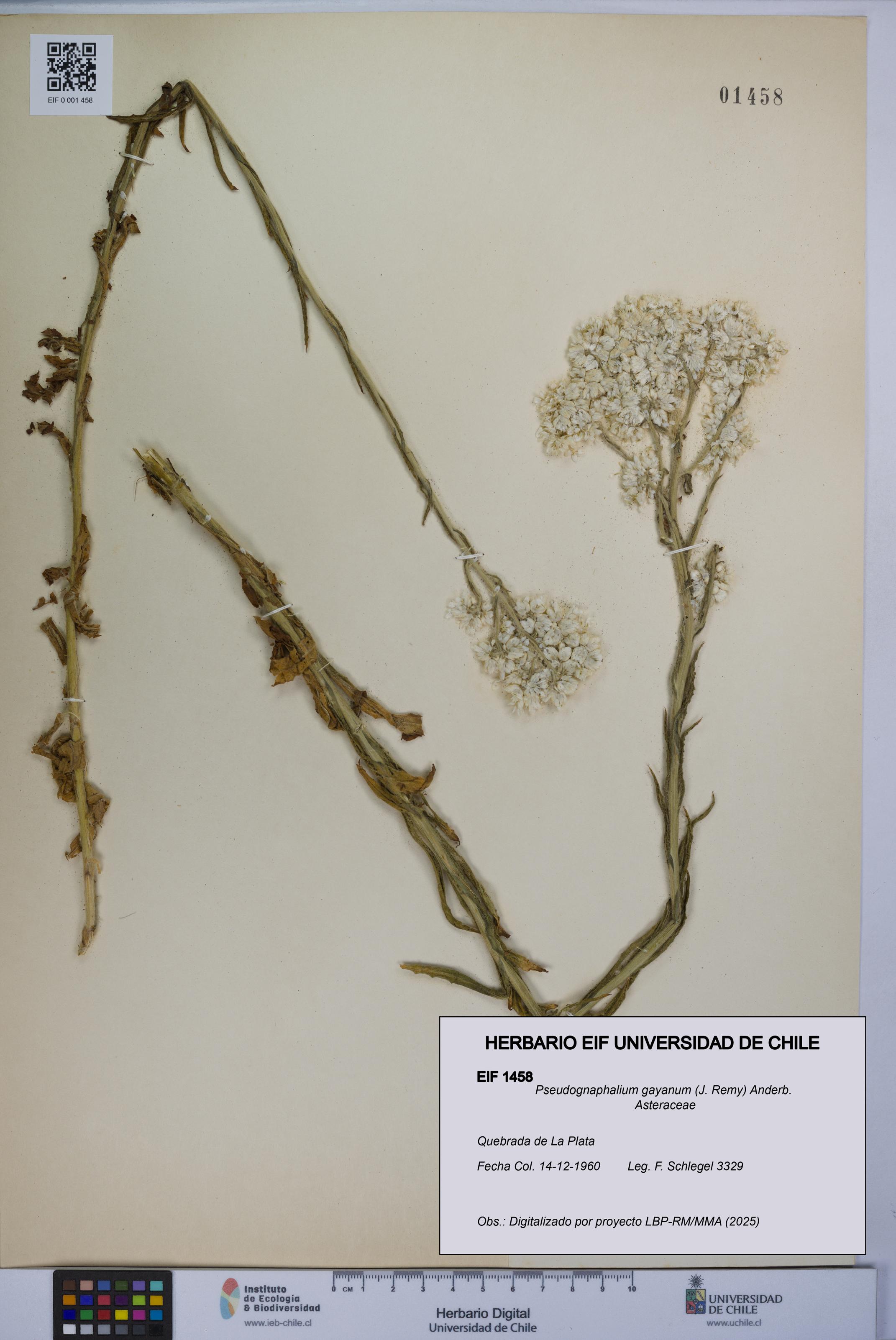 Pseudognaphalium gayanum [Espécimen: UCH:EIF:0001458]