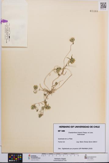 Chaetanthera linearis [Espécimen: UCH:EIF:0001460]