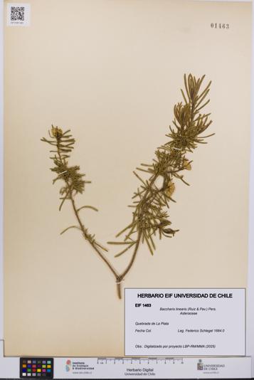 Baccharis linearis [Espécimen: UCH:EIF:0001463]
