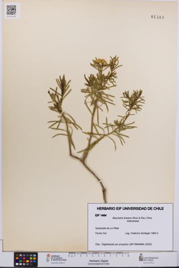 Baccharis linearis [Espécimen: UCH:EIF:0001464]