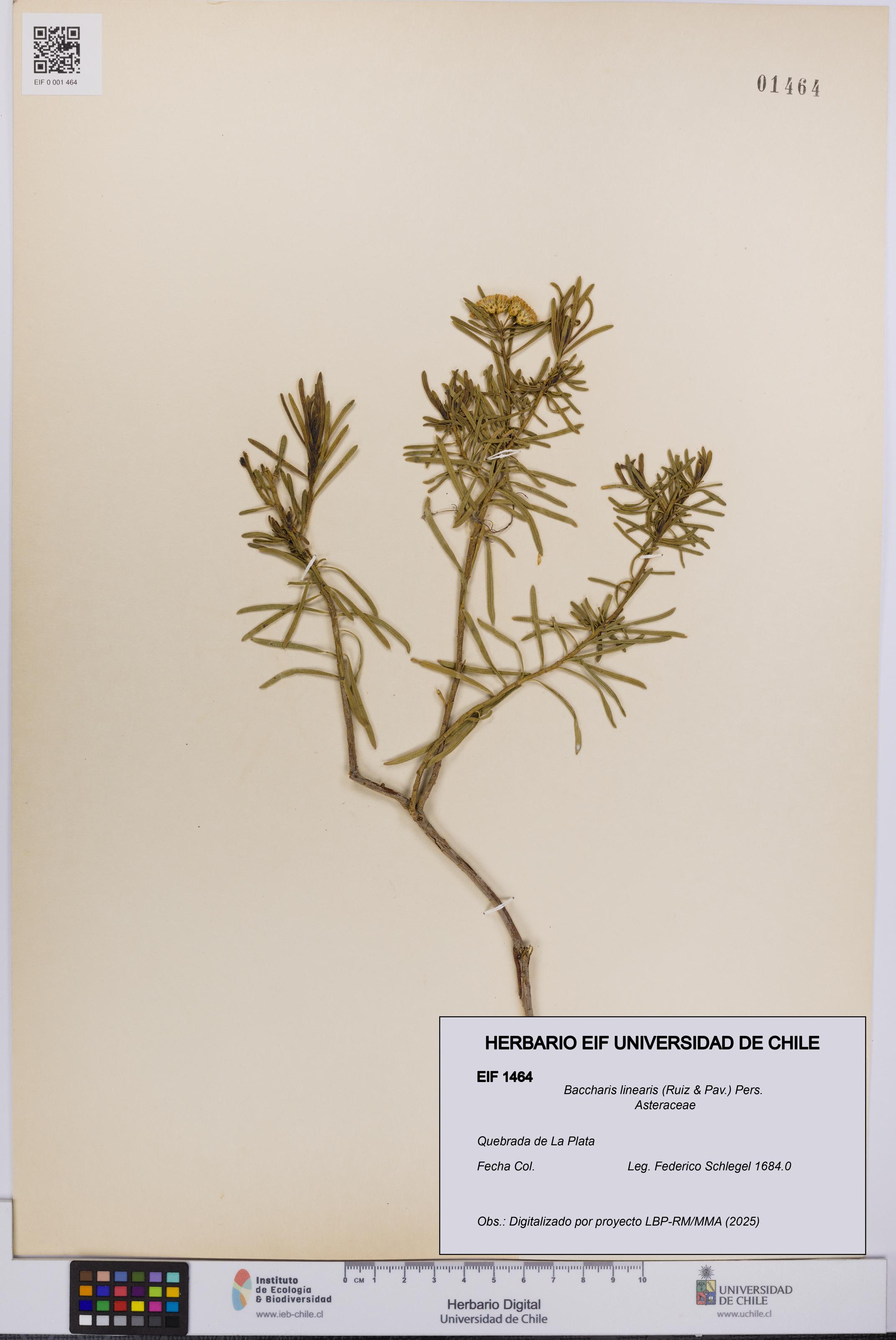Baccharis linearis [Espécimen: UCH:EIF:0001464]