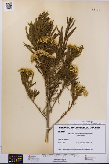 Baccharis salicifolia [Espécimen: UCH:EIF:0001465]