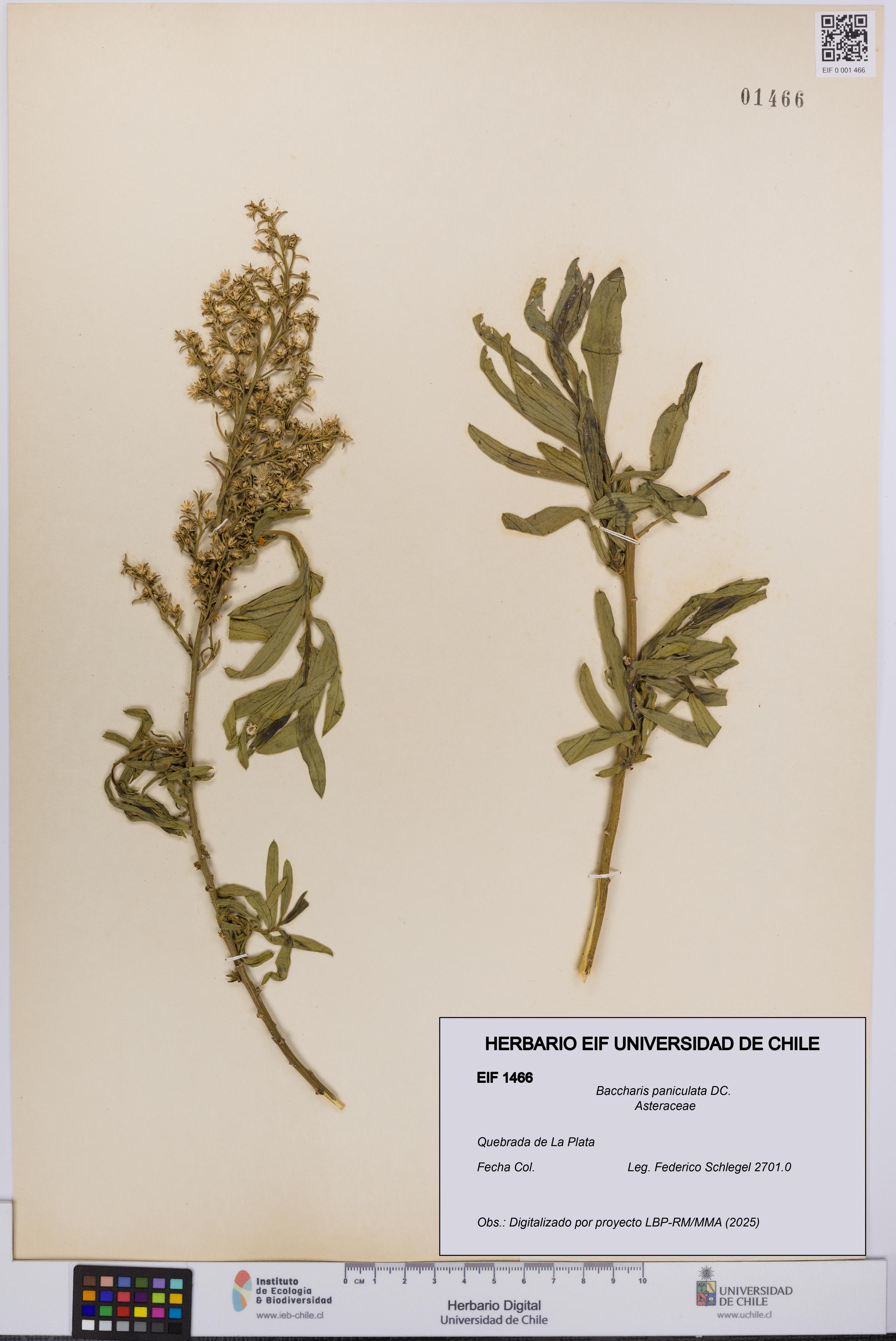 Baccharis paniculata [Espécimen: UCH:EIF:0001466]