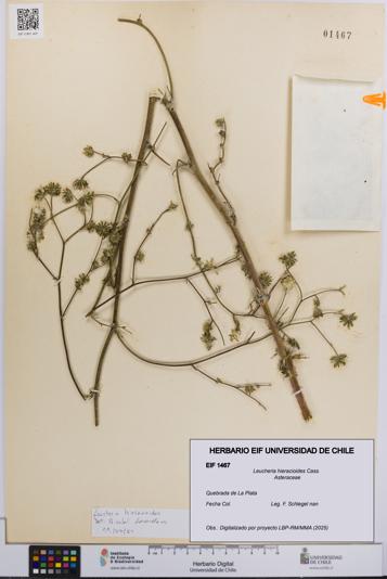 Leucheria hieracioides [Espécimen: UCH:EIF:0001467]