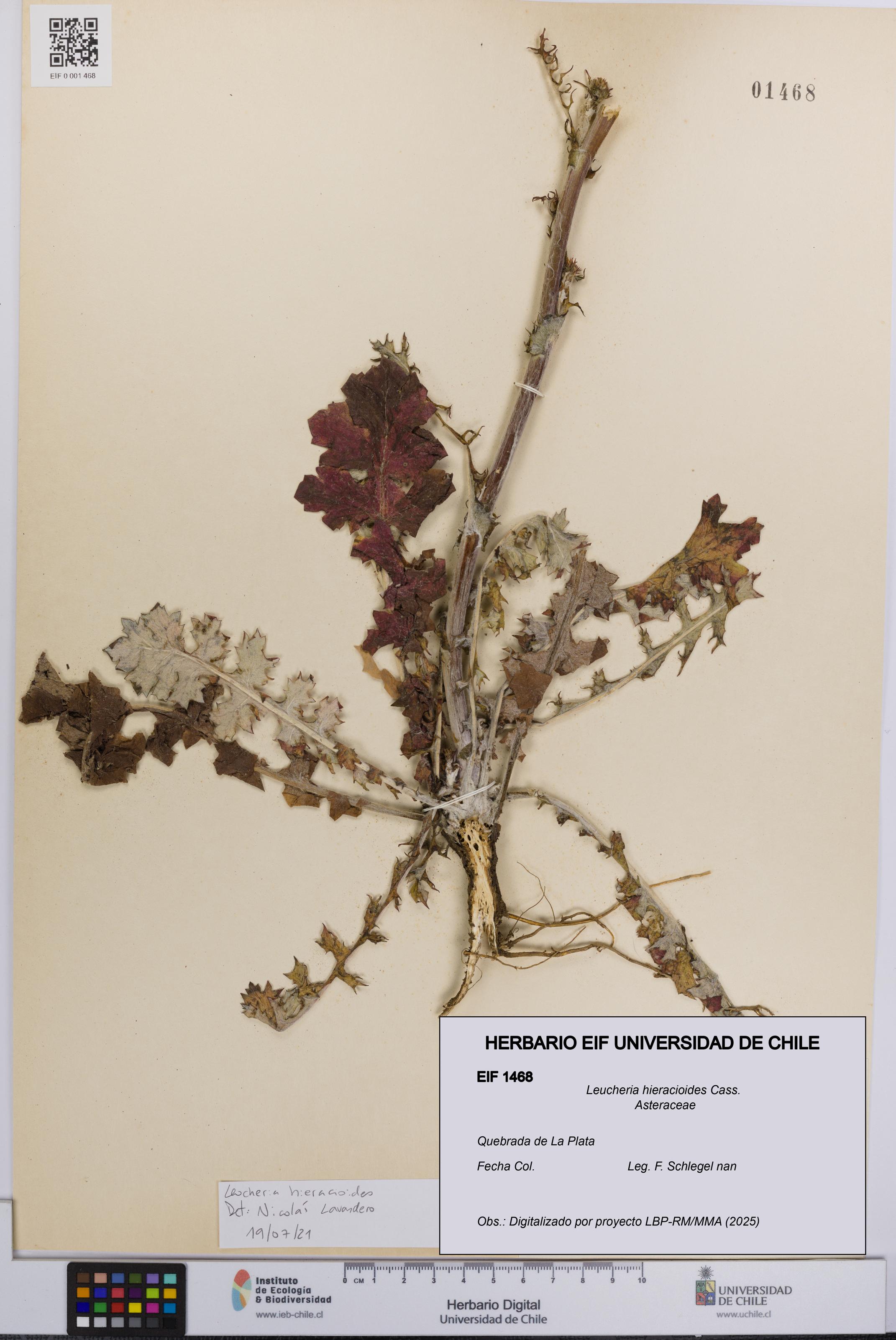 Leucheria hieracioides [Espécimen: UCH:EIF:0001468]