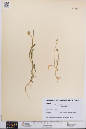 Agoseris chilensis [Espécimen: UCH:EIF:0001469]