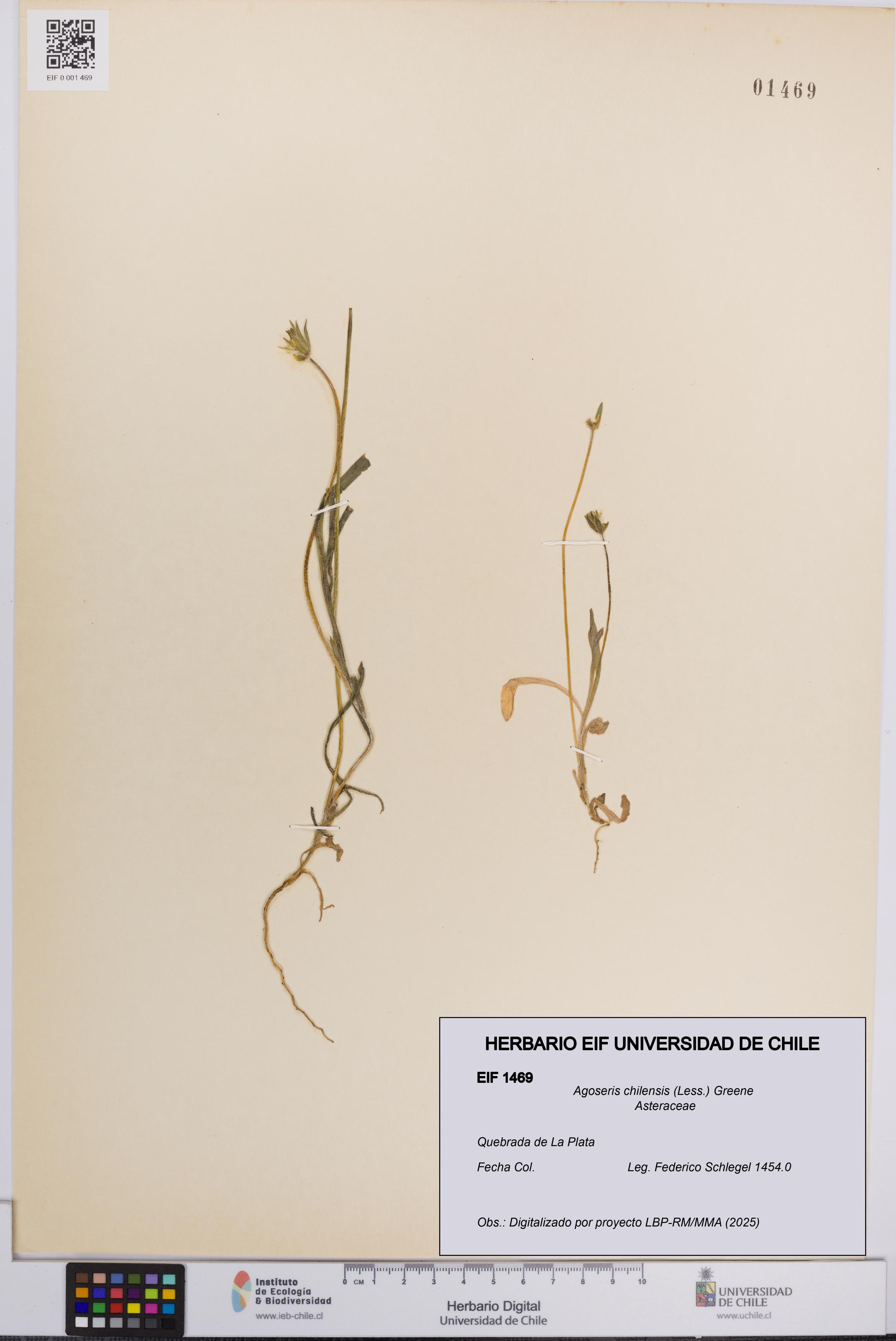 Agoseris chilensis [Espécimen: UCH:EIF:0001469]