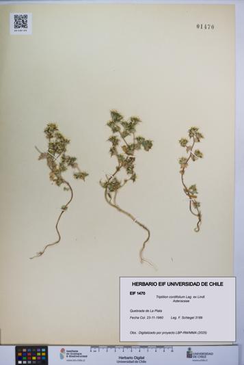 Triptilion cordifolium [Espécimen: UCH:EIF:0001470]