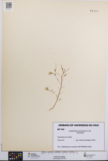 Chaetanthera ramosissima [Espécimen: UCH:EIF:0001472]