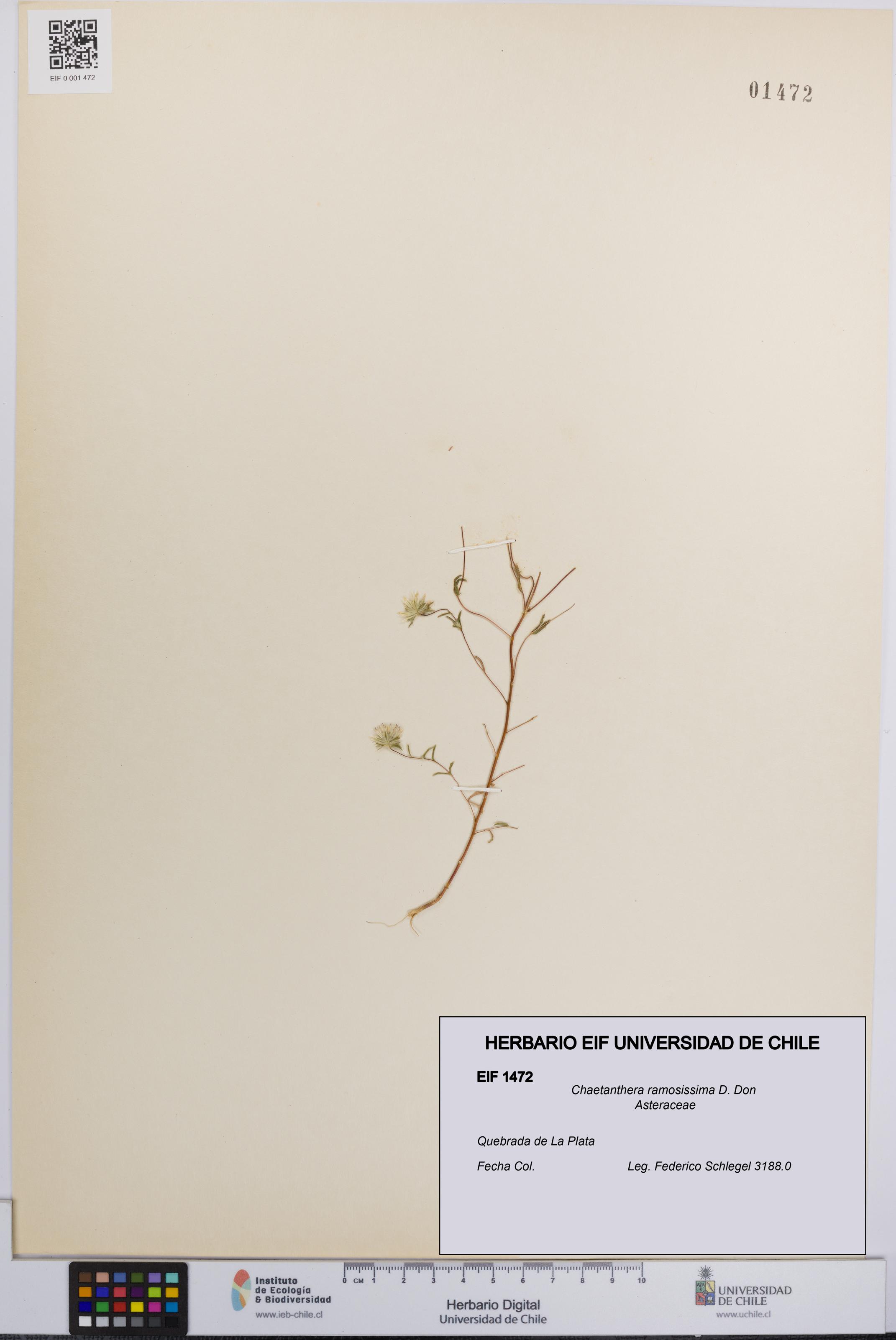 Chaetanthera ramosissima [Espécimen: UCH:EIF:0001472]