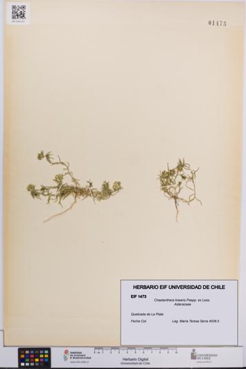 Chaetanthera linearis [Espécimen: UCH:EIF:0001473]