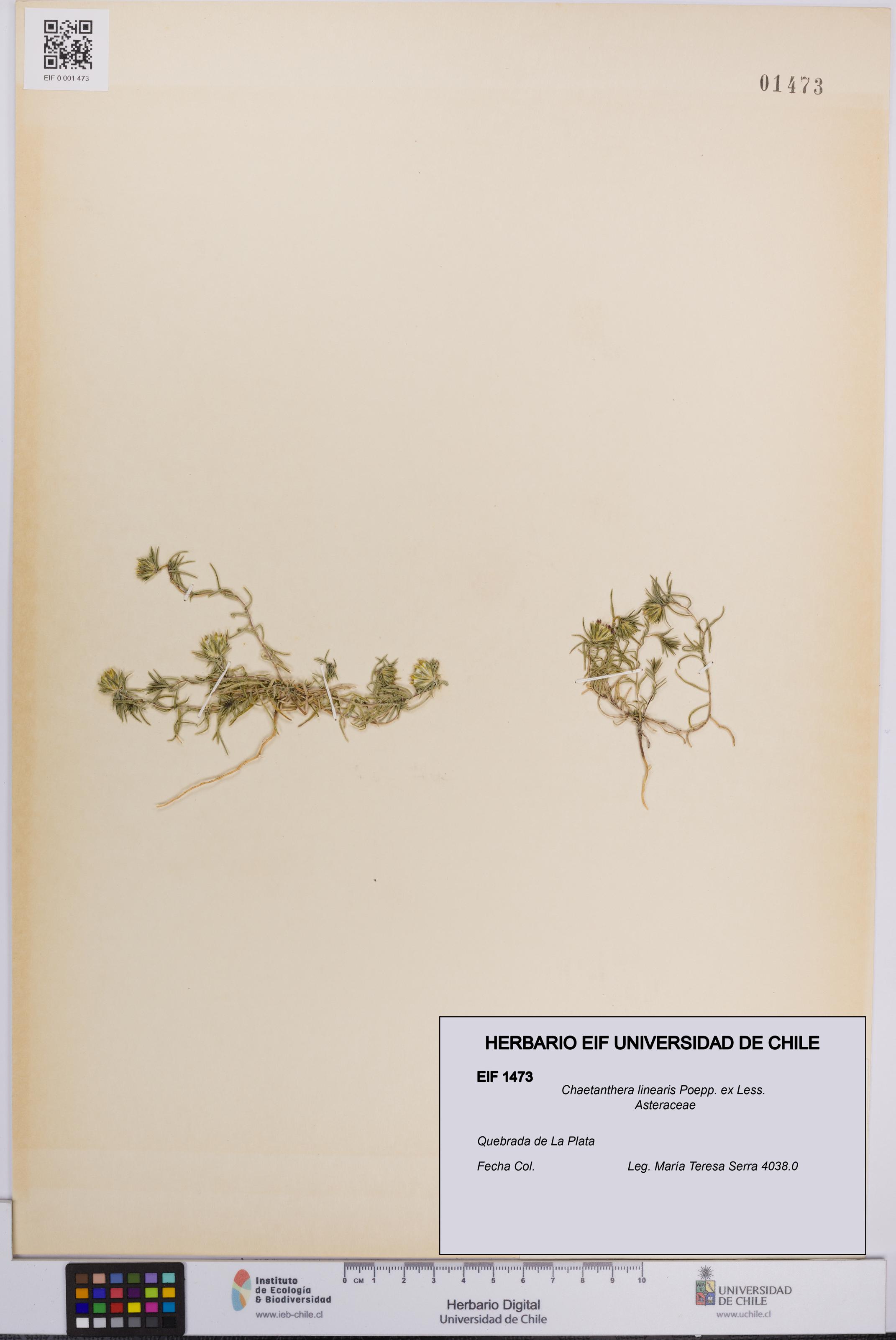 Chaetanthera linearis [Espécimen: UCH:EIF:0001473]