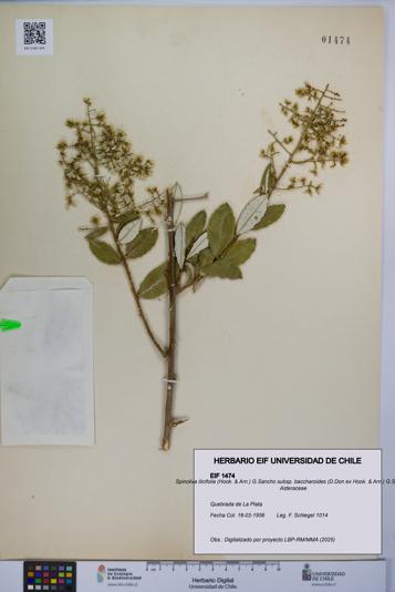 Spinoliva ilicifolia subsp. baccharoides [Espécimen: UCH:EIF:0001474]