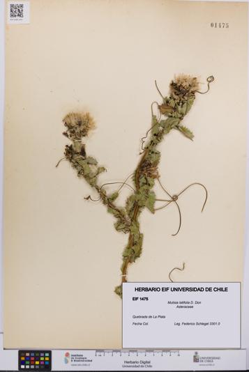 Mutisia latifolia [Espécimen: UCH:EIF:0001475]