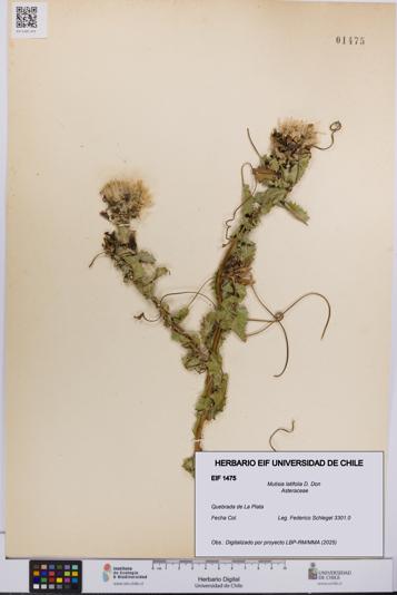 Mutisia latifolia [Espécimen: UCH:EIF:0001475]